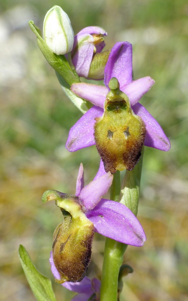 Ophrys crabronifera nellAbruzzo aquilano - aprile  2022.